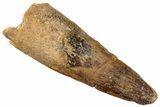 Fossil Spinosaurus Tooth - Real Dinosaur Tooth #322258-1